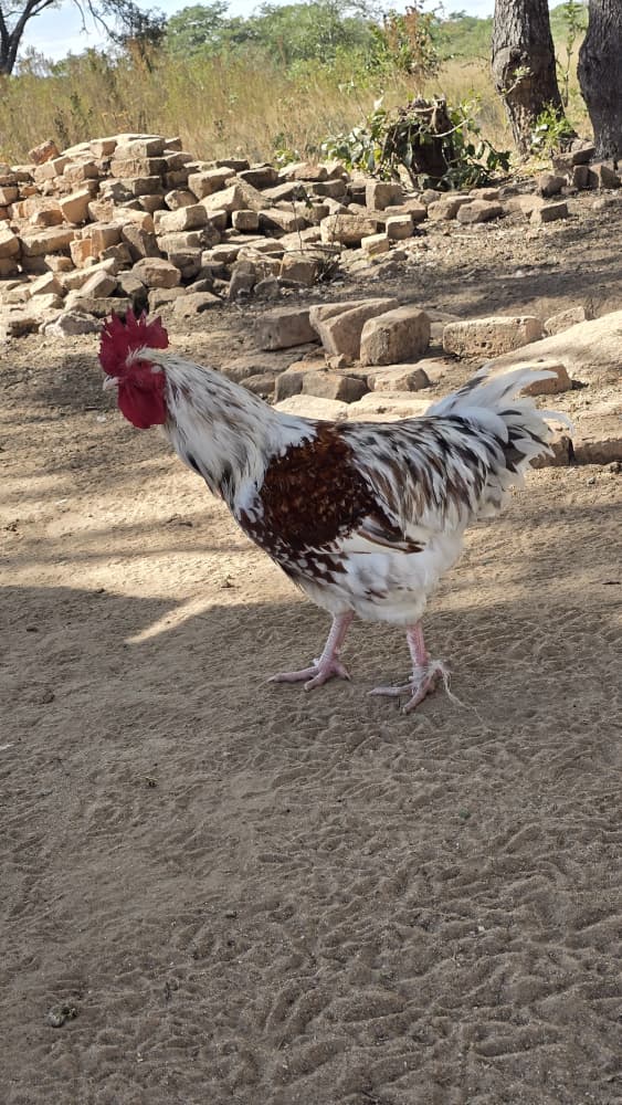 Premium Rooster