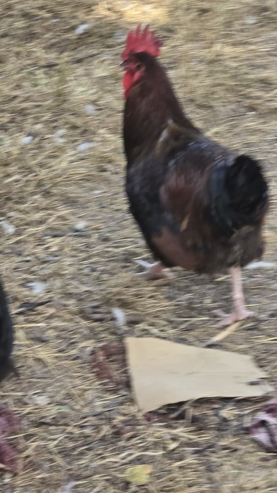 Quality Birds