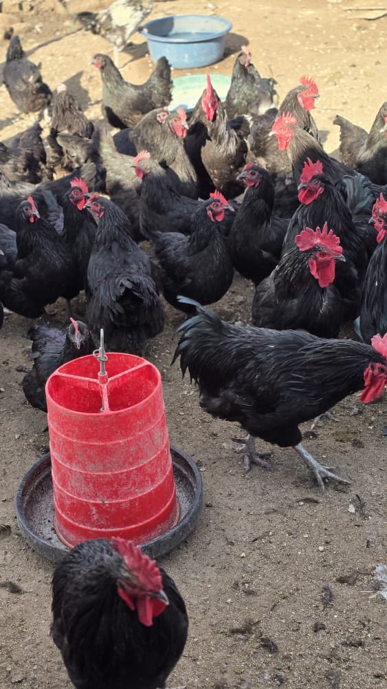Healthy Flock