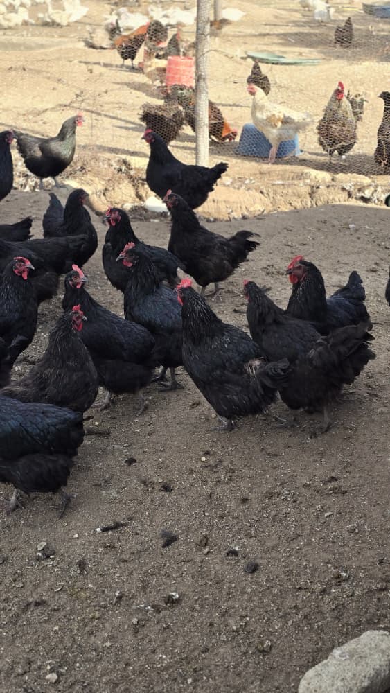 Large Flock
