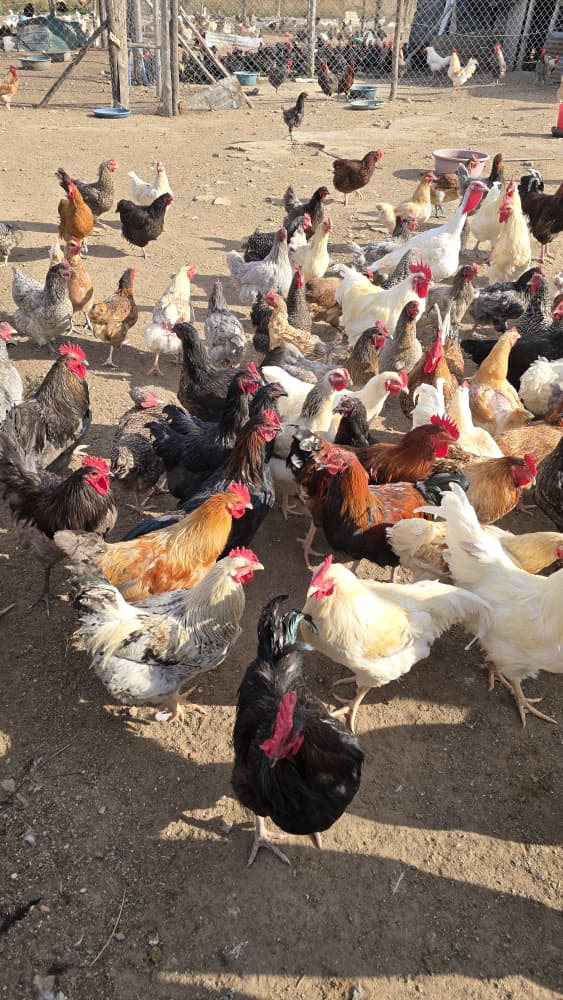 Indigenous Chickens