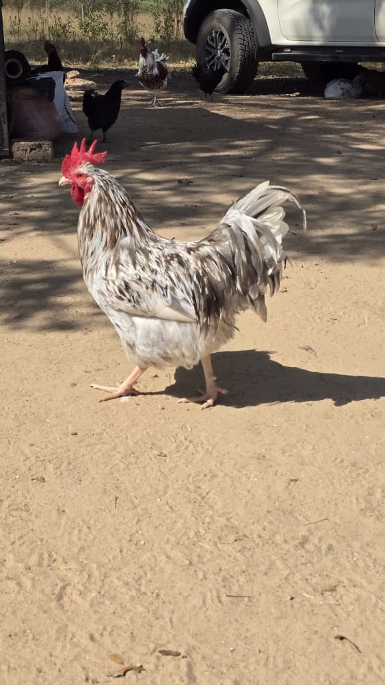 Golden Hen