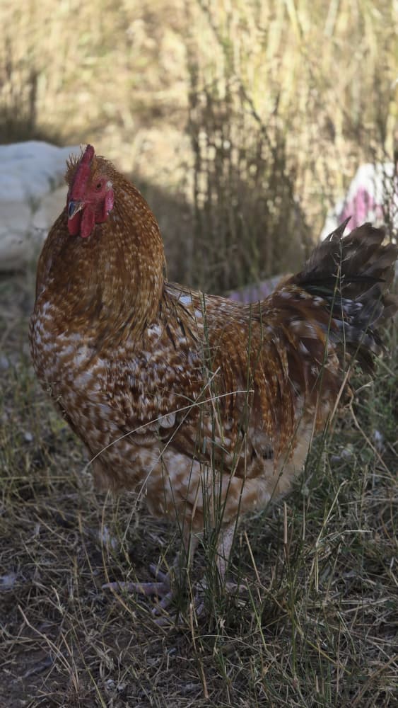 White Rooster