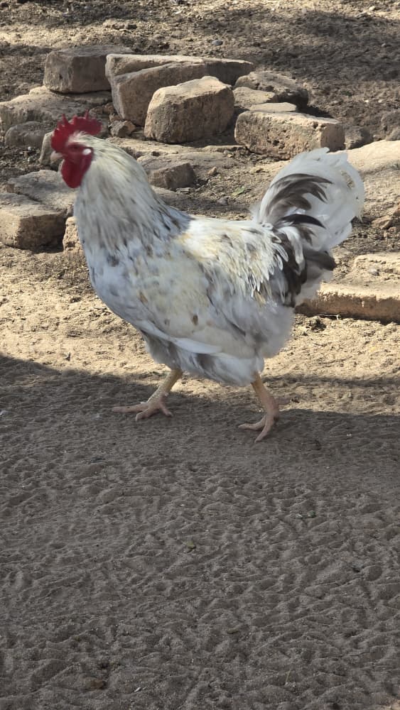 Dark Rooster