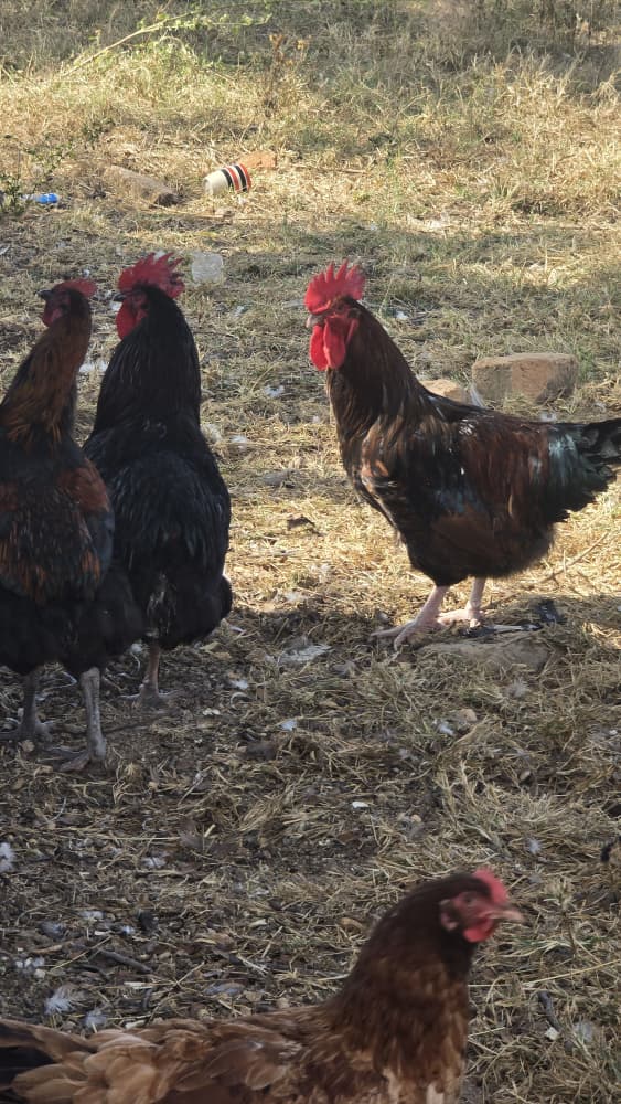 Mixed Flock