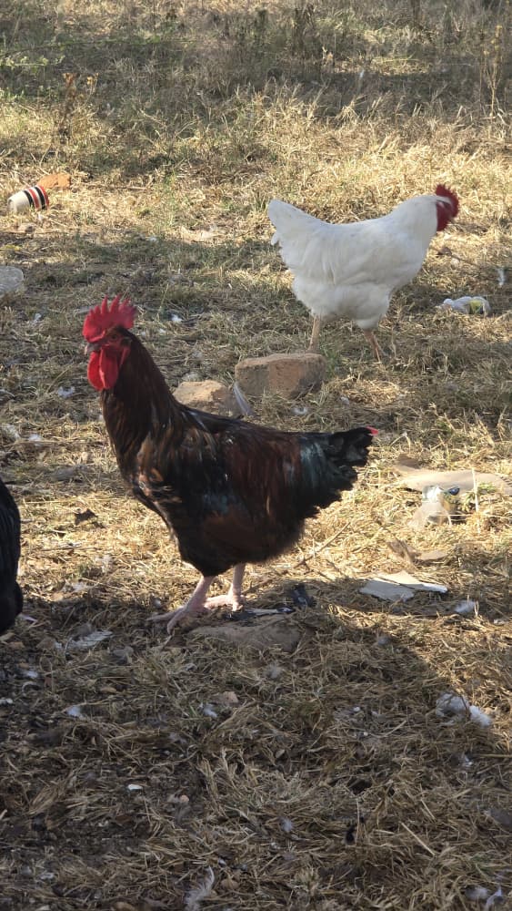 Brown Hen