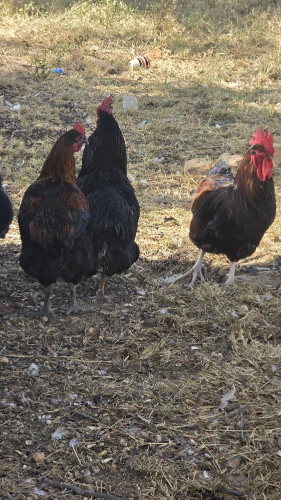 Free Range